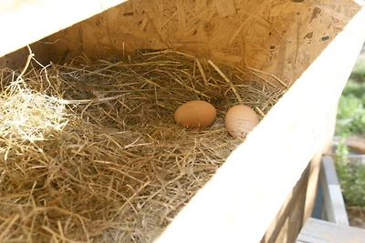 Tschaggl im Umsinderhof