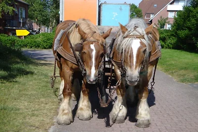 Ferienwohnung mit 2 Schlafzimmer