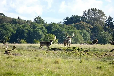 6 persoons vakantieparkhuis in Middelfart