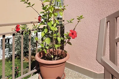 Wohnung im Haus Pink Starigrad Paklenica