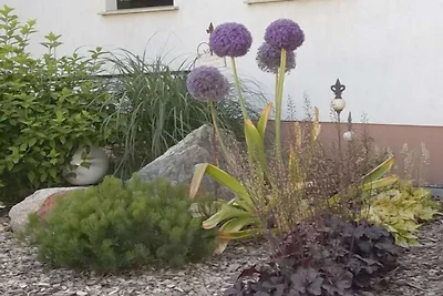 Altschulze "Teichrose"