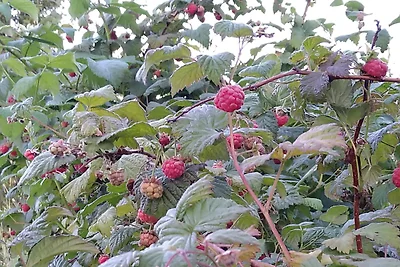 5 Personen Ferienhaus in ESKILSTUNA