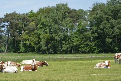 Huisje in Veluwe bij Hoge Veluwe Park
