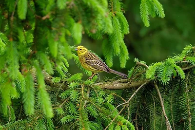 5 Personen Ferienhaus in Hovborg-By Traum