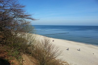 Lachmöwe im Haus Glückauf