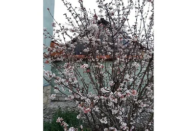 Ferienhaus mit 3 Schlafzimmer