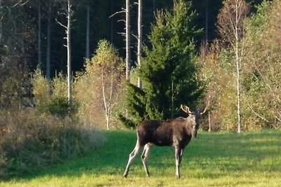 8 persone case ad VETLANDA