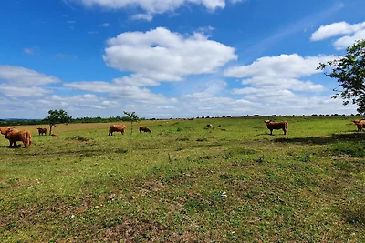 5 Sterne Ferienhaus in Farsø