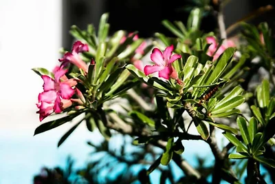 Corossol Villa f�r sechs Personen