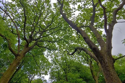 Rustig toevluchtsoord met Spa -- By Traum