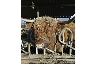 Zum Reetdachhaus am Haff " Möwennest"