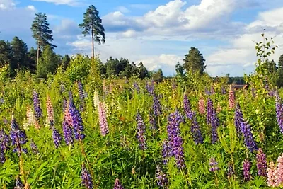 5 stelle case ad Sollerön