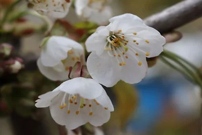 Tarnewitz in der Gutsscheune Thorstorf