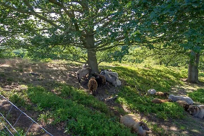 8 Personen Ferienhaus in Gjern-By Traum