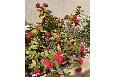 Vakantieappartement met 1 slaapkamer