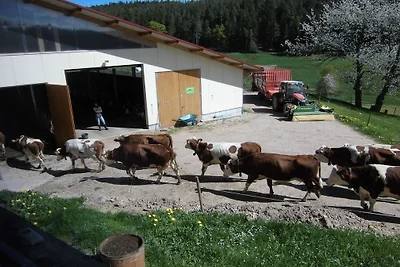 Ferienwohnung mit 2 Schlafzimmer