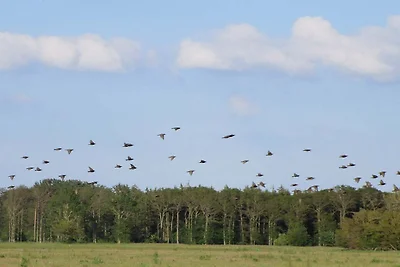 Maison de vacances pour 4 a Bogense-By Traum