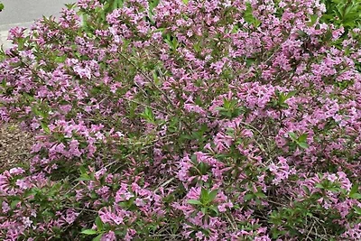 Ferienhaus Korn am Bärensteig