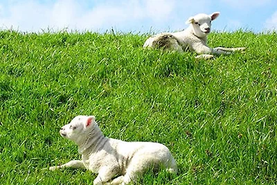 Ferienhaus in De Koog am Meer