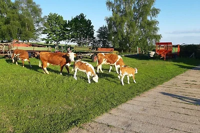 Ferienwohnung in Dargen mit Barbecue