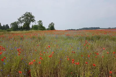 Wohnen am See mit Garten