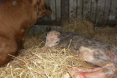 Bei Familie Gau in Poggenhof