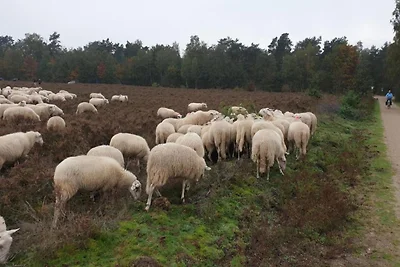 Haustiere willkommen, Veluwe-Bauernhöfe für...