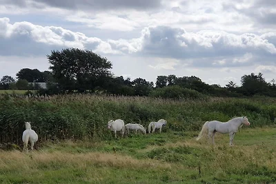 12 persoons vakantie huis in Nordborg