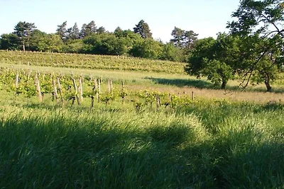 2 Weingut Hauerhof 99