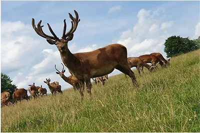 Op de Georgenhof-boerderij