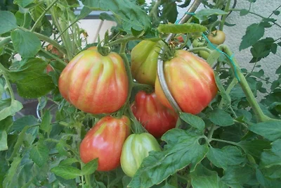 Garden at the house on Blütenweg