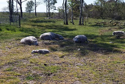 6 persoons vakantie huis in Hadsund-By Traum