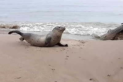 5 Personen Ferienhaus in Ålbæk-By Traum