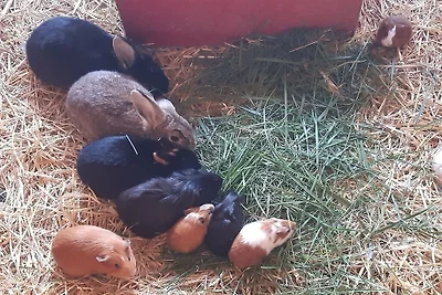 Ferienwohnung mit 2 Schlafzimmer