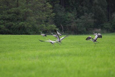 Doppelhaushälfte Seepferdchen, Lohmen