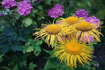 5 Personen Ferienhaus in Hejls-By Traum