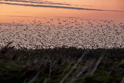 8 Personen Ferienhaus in Rømø