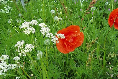 Ferienhaus in Hornberg bei Triberg