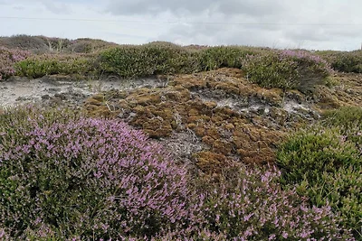 6 persoons vakantie huis in Nørre Nebel