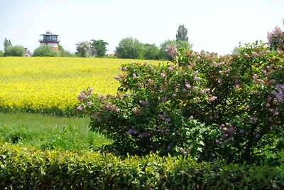 Vakantieappartement Muschel