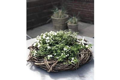 Zalm - Huis Ankerplaats