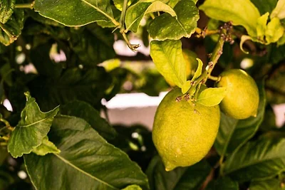 Wohnung in Luz mit Meerblick