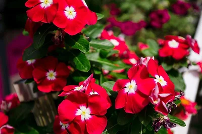 Rooms Edna - Double Room