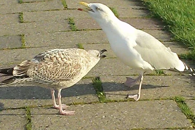 Lütje Carolinensiel Harlesiel