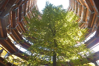 Bangkirai Deck & Forest Air Haven