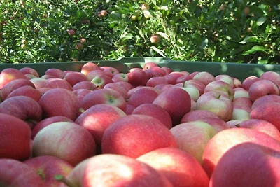"Rosso" nella fattoria Sandweisen