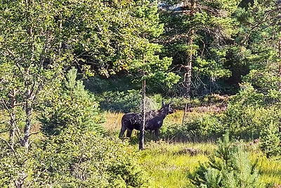 11 Personen vakantie huis in Hornnes