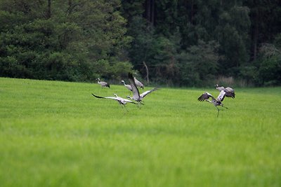 Reihenhaus Tulpe in Lohmen-ehemals TUI...