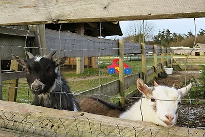 8 Personen Ferienhaus in Struer-By Traum