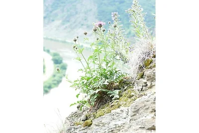 4 Sterne Ferienwohnungen  Weber